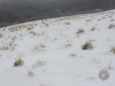 Tussocks Above Snow 2nd March 2018